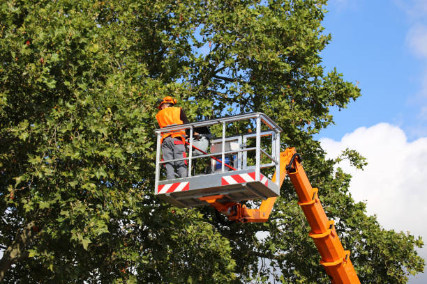 Bridge City, LA  Tree Services Company