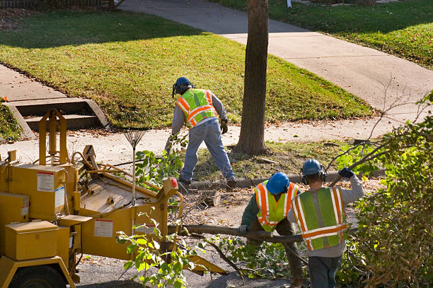 Best Sod Installation  in Bridge City, LA